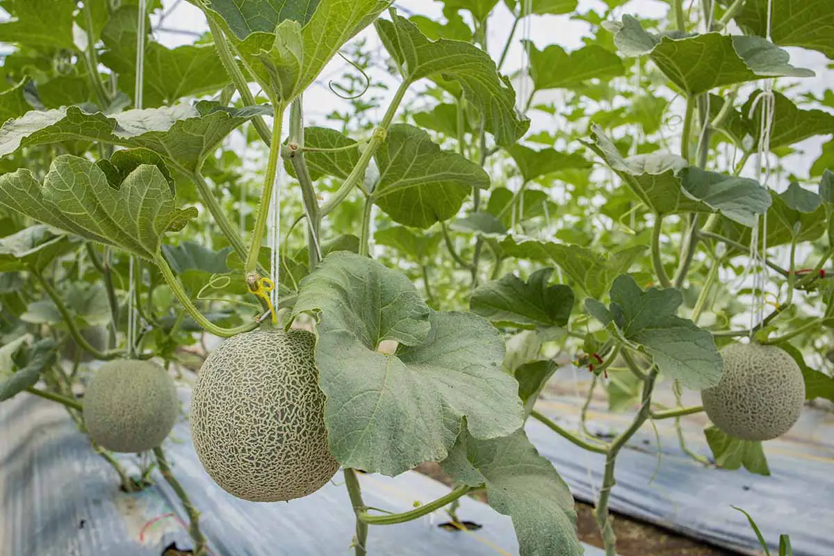 Una imagen horizontal de melones que crecen en un invernadero con tela de paisaje de plástico negro colocada a lo largo de la parte superior del suelo.