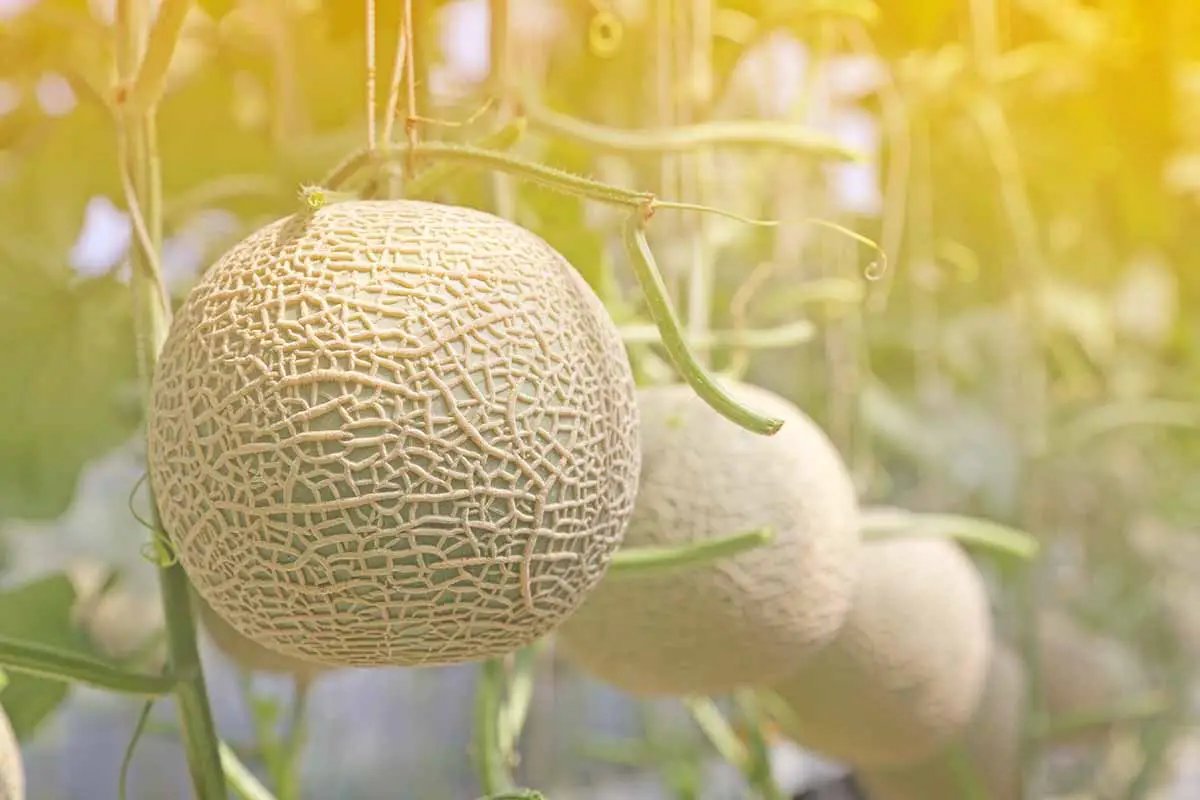 Una imagen horizontal de cerca de melones que maduran en la vid fotografiada a la luz del sol de la tarde.
