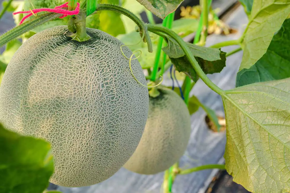 Una imagen horizontal de cerca de melones madurando en la vid.