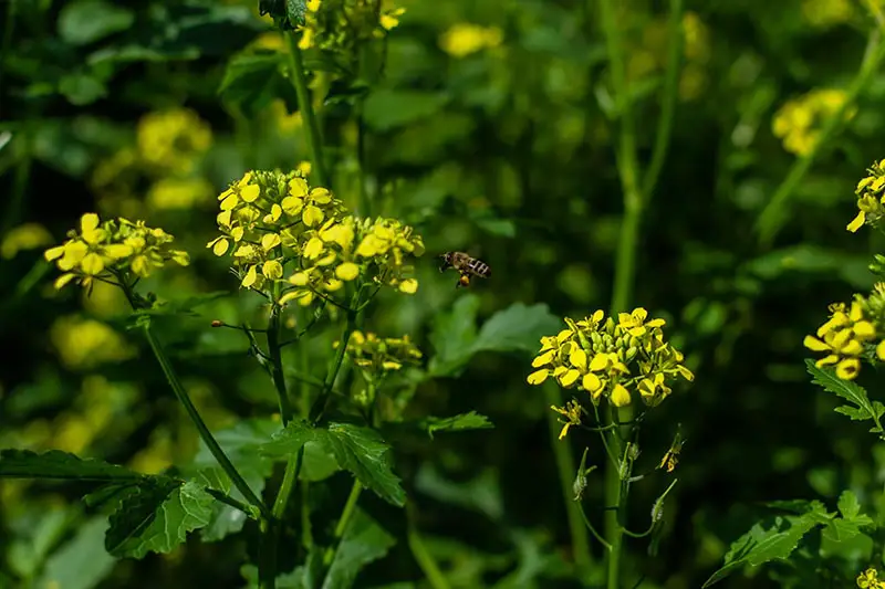 Una imagen horizontal de cerca de una abeja a punto de aterrizar en una flor amarilla, representada a la luz del sol sobre un fondo de enfoque suave.