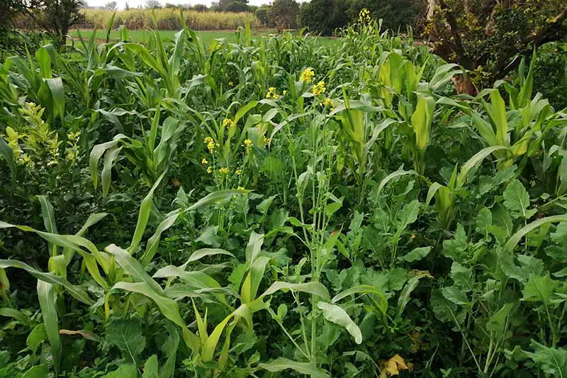 Una imagen horizontal de primer plano de un campo de maíz intercalado con hojas de mostaza y otros compañeros.