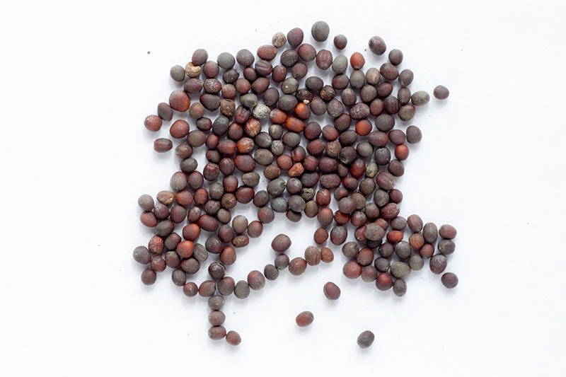 Una imagen horizontal de primer plano de pequeñas semillas redondas de color marrón oscuro sobre un fondo blanco.