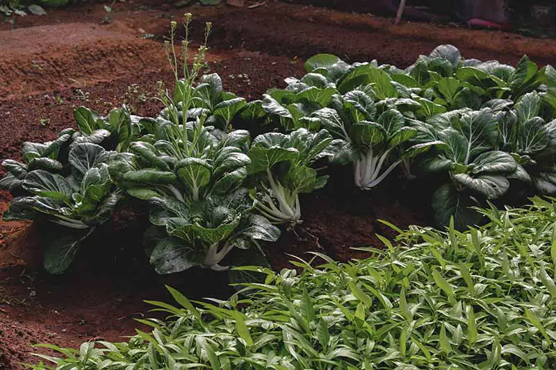 Una imagen horizontal de primer plano de hojas de mostaza que crecen en filas en un jardín trasero.