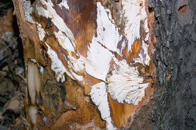 Un primer plano del tronco de un árbol que muestra abanicos blancos formados por el micelio del hongo Armillaria.