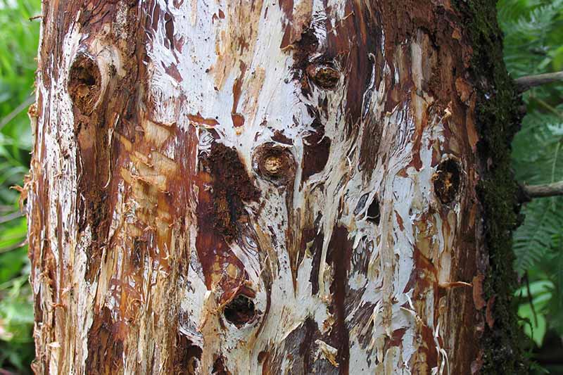 Un primer plano del tronco sin la corteza que muestra las marcas blancas reveladoras de las esteras de micelio que indican que ha sido infectado con el hongo Armillaria.