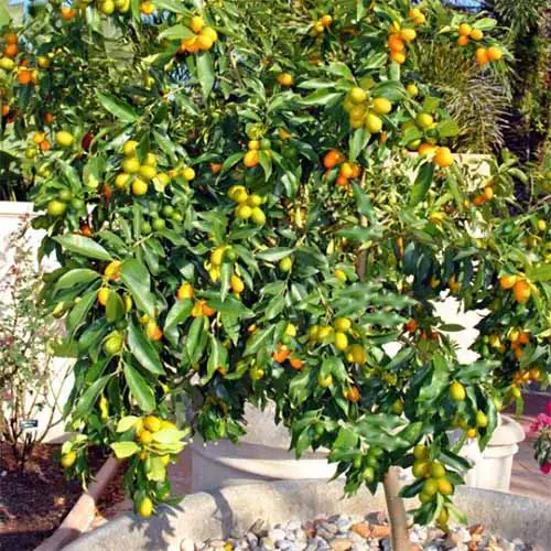 Árbol nagami kumquat con pequeños frutos naranjas y amarillos y hojas verdes.