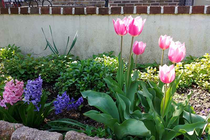 Un borde de jardín soleado con tulipanes rosas y blancos brillantes en la parte delantera, y jacintos fragantes morados y rosas fotografiados bajo el sol brillante con una pared blanca en el fondo.
