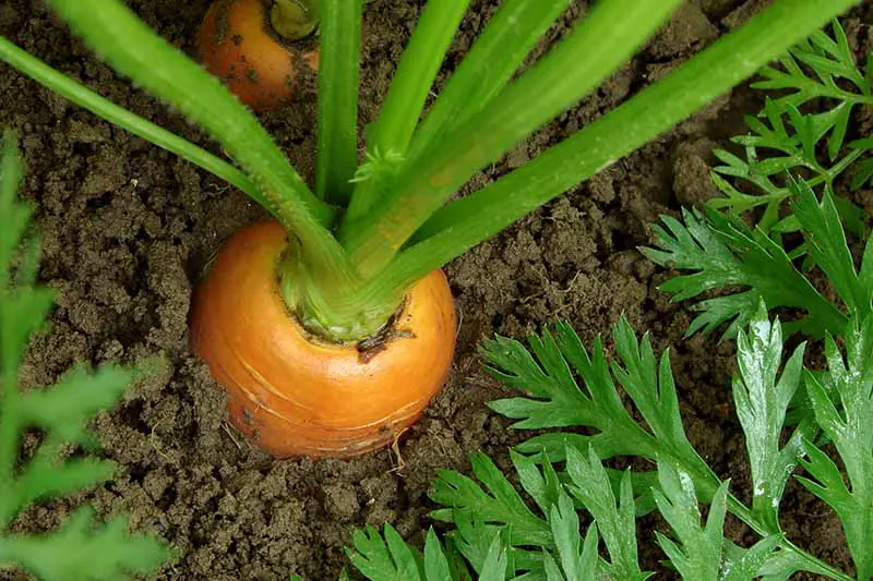 Una imagen horizontal de primer plano de zanahorias que crecen en el jardín en un suelo oscuro y rico.