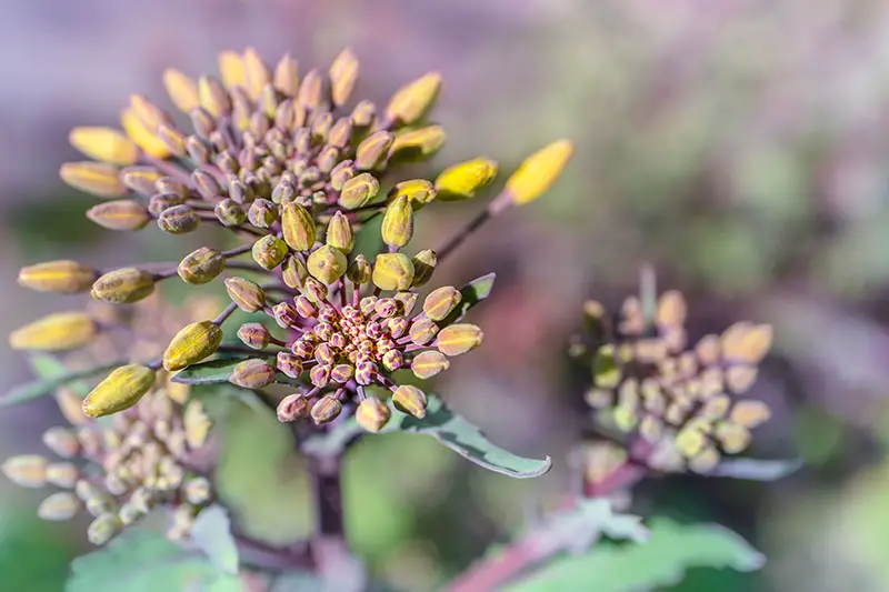Un primer plano de una cabeza de flor de Brassica oleracea que se está atornillando, con pequeñas cabezas de flores amarillas aún no abiertas, sobre un fondo de enfoque suave.