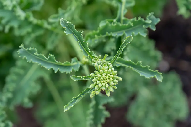 Un primer plano de un pequeño botón floral que aparece cuando la planta comienza a florecer, esto se puede cosechar y comer cocido o crudo.