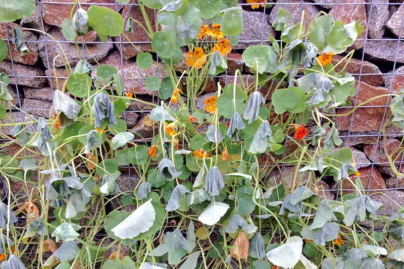 Una planta de Tropaeolum majus que crece en un enrejado de alambre en una pared de piedra.  La planta está sufriendo daños por heladas, con flores y hojas marchitas y moribundas.