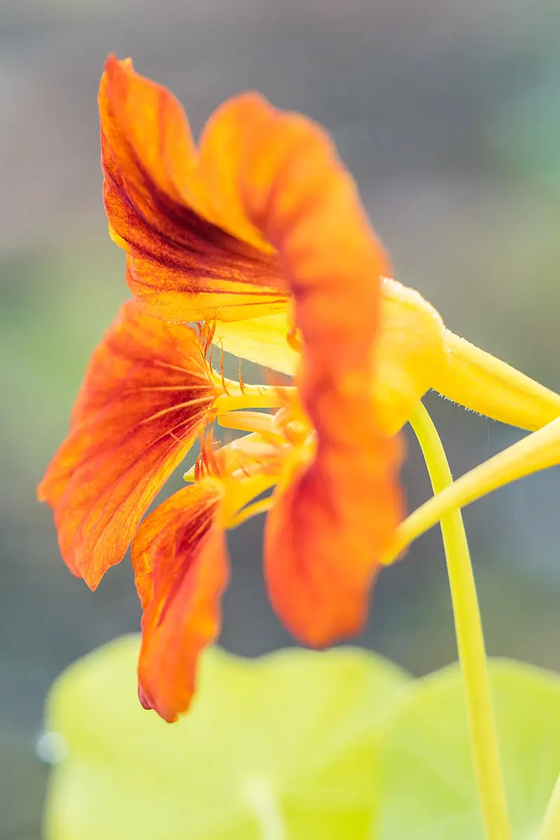 Una imagen vertical de primer plano de una flor de capuchina naranja y roja sobre un fondo de enfoque suave.