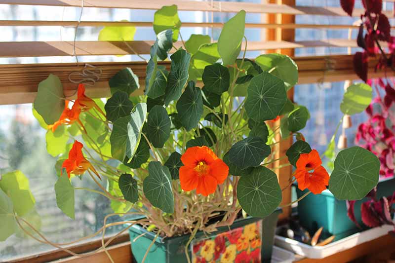 Un primer plano de una planta Tropaeolum majus con flores rojas y hojas verdes planas que crecen en un contenedor en un alféizar.  En el fondo, la suave luz del sol entra por la ventana.