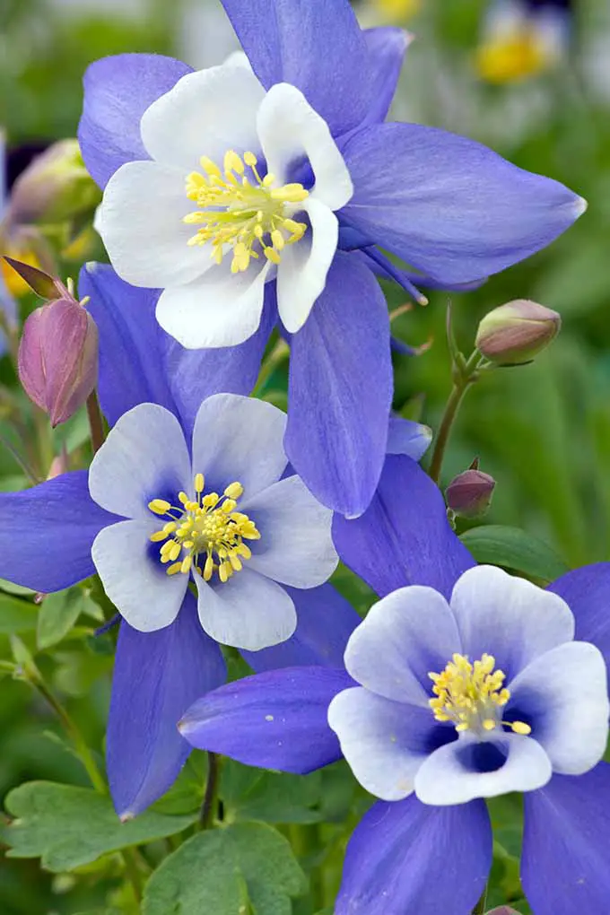 Aguileña azul de Colorado (Aquilegia caerulea).  Aprenda todo sobre esta hermosa flor y otras 10 hermosas flores azules para su jardín: 