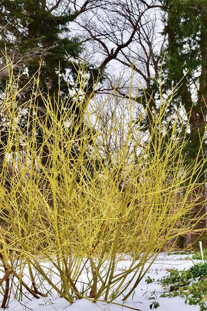 Cornejo de ramita amarilla (Cornus sericea).