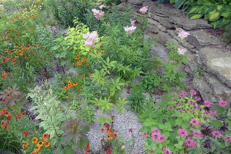 Una imagen horizontal de primer plano de un jardín de flores silvestres nativo con una variedad de plantaciones diferentes con un muro de piedra en el fondo.