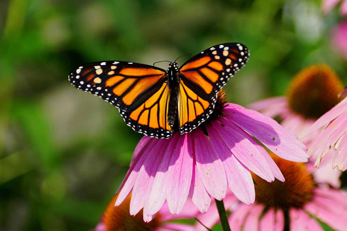 Una imagen horizontal de primer plano de una mariposa monarca forrajeando de una flor de equinácea representada a la luz del sol sobre un fondo de enfoque suave.