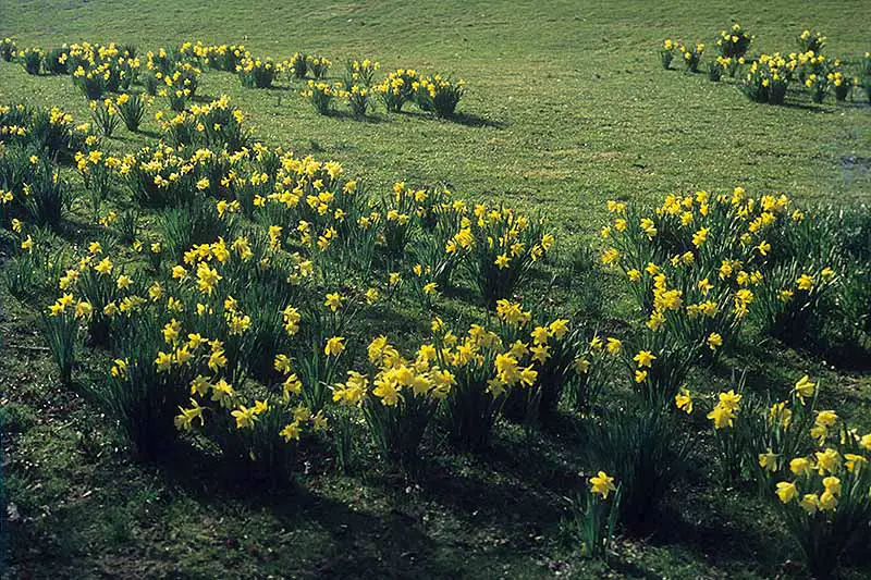Una imagen horizontal de un césped con numerosas flores de narciso amarillo brillante que florecen en primavera.
