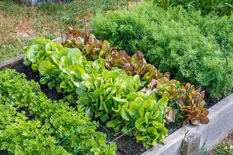 Una imagen horizontal de una cama de jardín de madera elevada que cultiva lechuga, perejil y una variedad de otras hierbas y verduras.