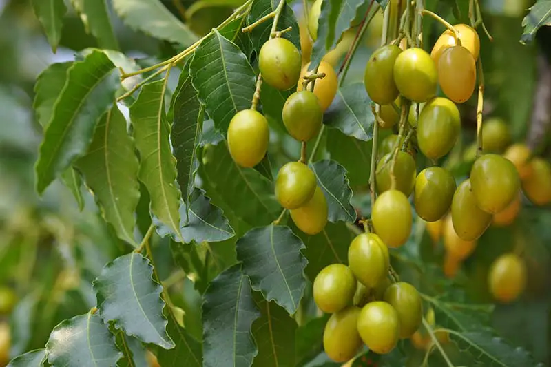 Una imagen horizontal de primer plano de la fruta y el follaje de un árbol de neem.