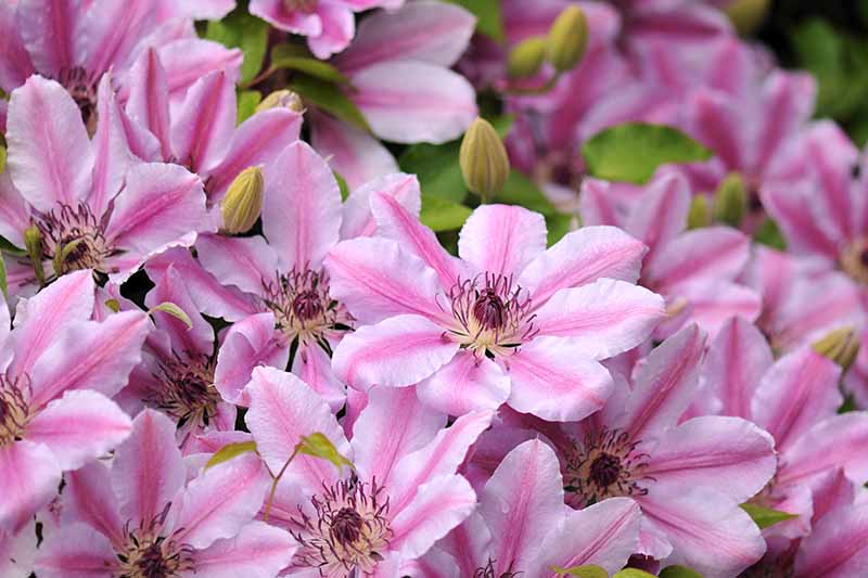 Un primer plano de flores de color rosa claro con rayas de color rosa oscuro 'Nelly Moser'.  Filamentos amarillos y morados en el centro contrastan con los pétalos claros.  El fondo se desvanece a un enfoque suave.