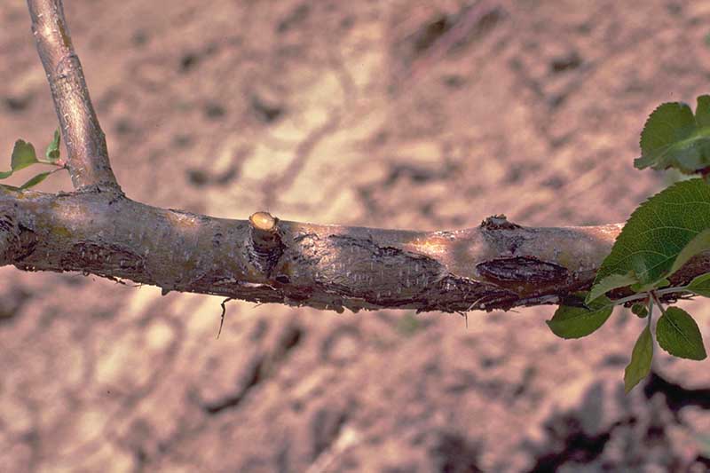 Una imagen horizontal de primer plano de un tallo que sufre una infección por hongos Neofabraea en un fondo de enfoque suave.