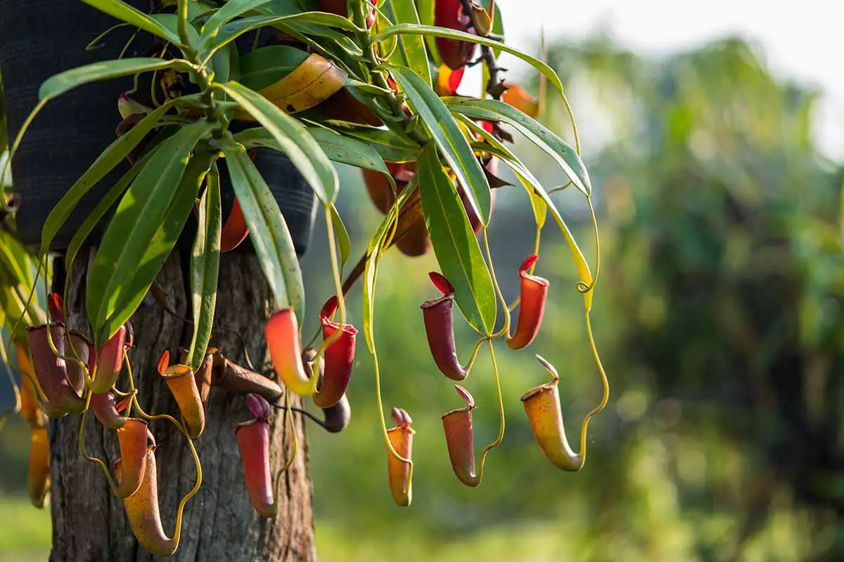 Una imagen horizontal de cerca de una planta de jarra tropical epífita que crece en un árbol fotografiado a la luz del sol sobre un fondo de enfoque suave.