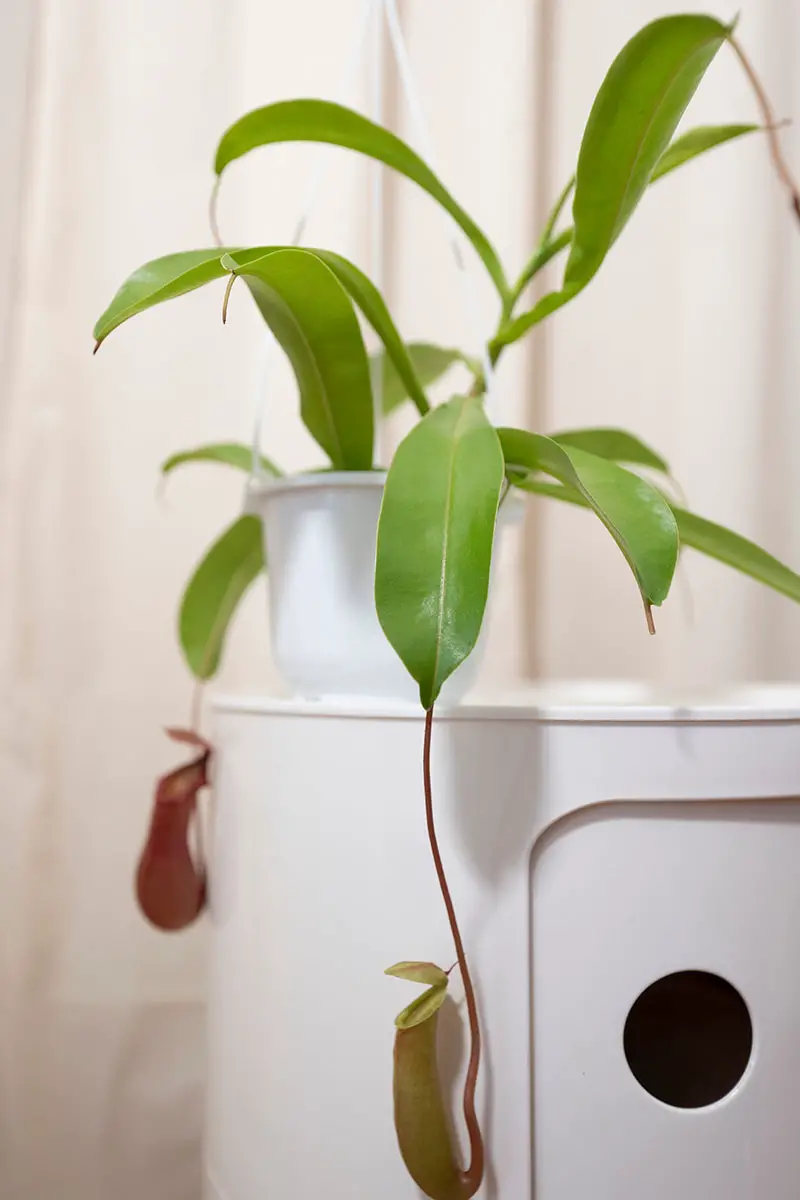 Una imagen vertical de cerca de un Nepenthes que crece en una cesta colgante en un baño.