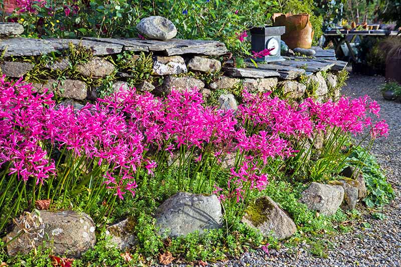 Flores de nerina rosa en la parte superior de tallos largos con follaje verde brillante, creciendo contra una pared de roca al lado de un camino.