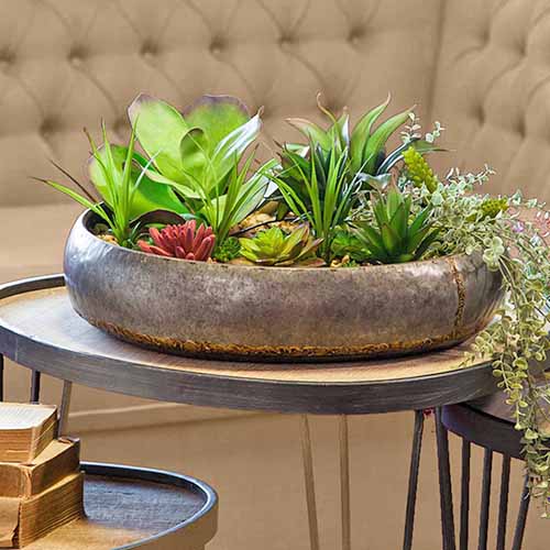 Imagen cuadrada de plantas suculentas que crecen en un recipiente de metal redondo y poco profundo sobre una mesa liviana, con dos mesas nido más a la izquierda y a la derecha, y un banco beige al fondo.