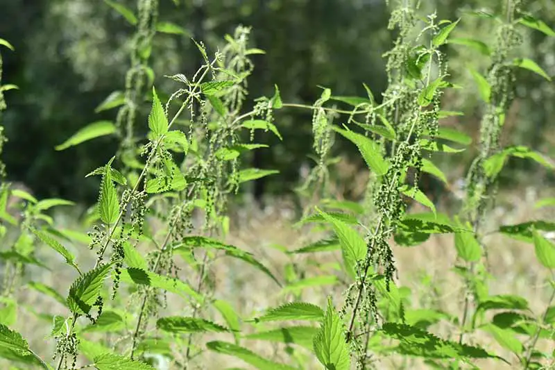 Un primer plano de las plantas de Urtica dioica que crecen silvestres y que se han ido a la semilla, bajo un sol brillante con un fondo de enfoque suave.