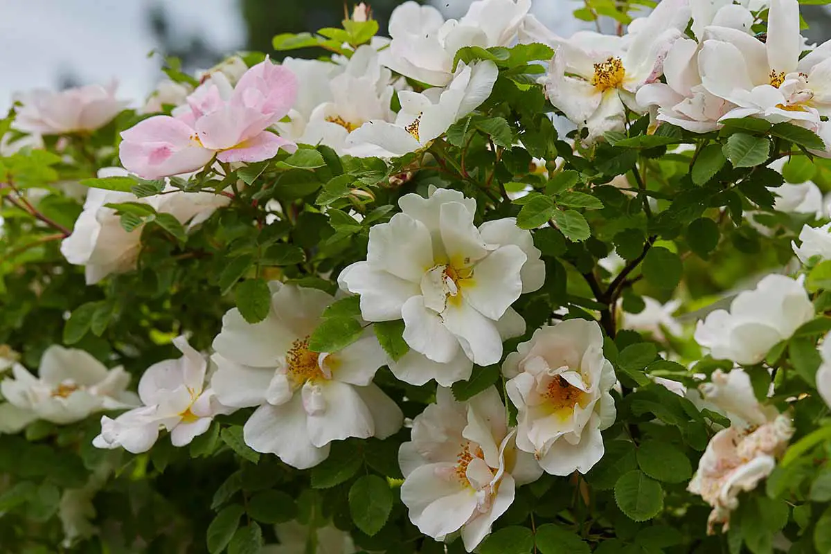 Una imagen horizontal de un arbusto Rosa 'Nevada' con flores de color rosa claro y blanco que crecen en el patio trasero.