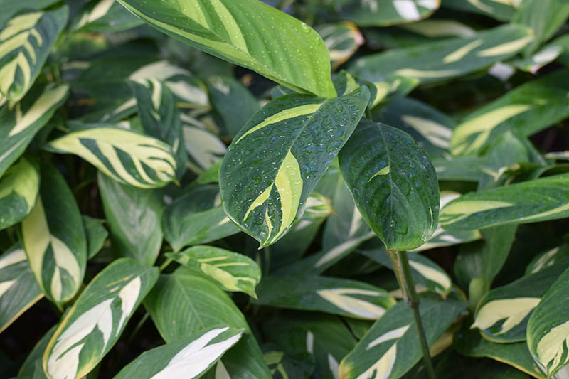 Una imagen horizontal de cerca de Ctenanthe lubbersiana con crema jaspeada y hojas verdes.