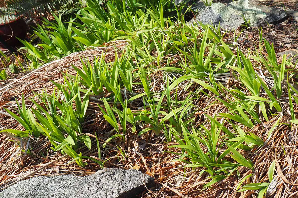 Una imagen horizontal de primer plano de azucenas diurnas divididas y trasplantadas poniendo un nuevo crecimiento en una cama de jardín rodeada de mantillo de paja.