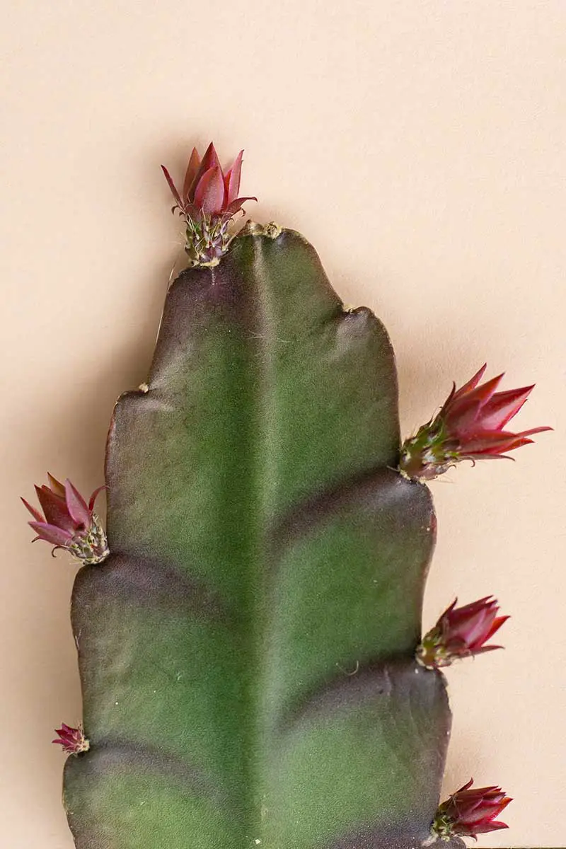Una imagen vertical de primer plano de un nuevo crecimiento en una planta de cactus orquídea.
