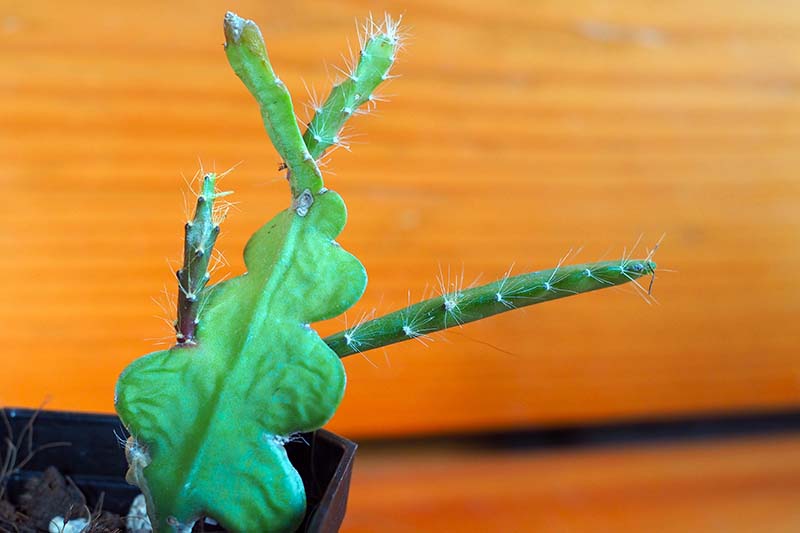 Una imagen horizontal de primer plano de un nuevo crecimiento que aparece en un cactus orquídea.