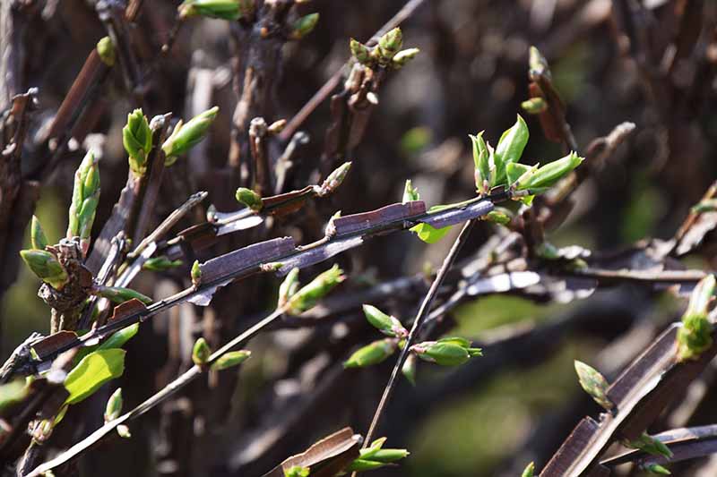 Una imagen horizontal de cerca del follaje de la zarza ardiente, Euonymus alatus que crece en el jardín.