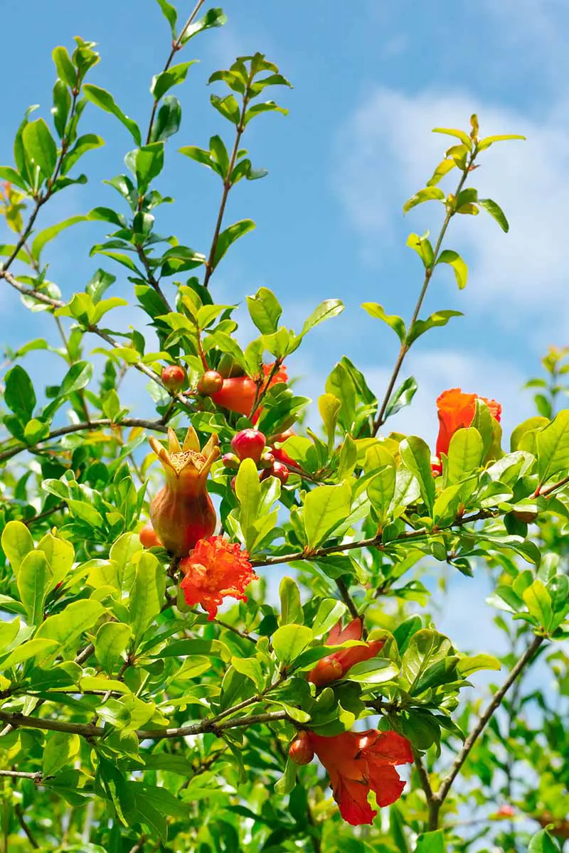 Una imagen vertical de primer plano de un nuevo crecimiento, flores y frutos jóvenes en un árbol de granada fotografiado bajo un sol brillante sobre un fondo de cielo azul.