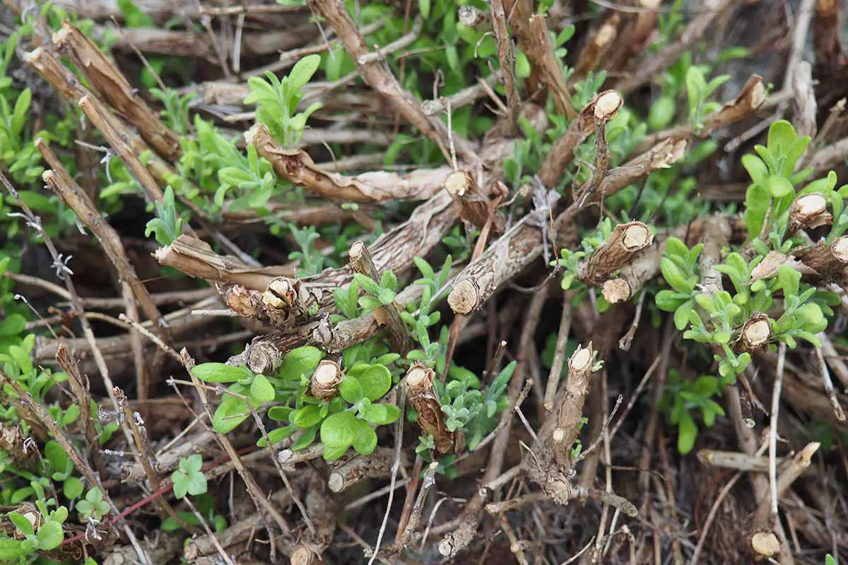 Una imagen horizontal de primer plano de un nuevo crecimiento que aparece en tallos leñosos en el jardín de hierbas.