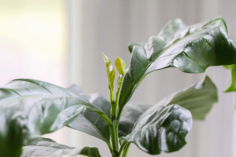 Una imagen horizontal de primer plano de un nuevo crecimiento que emerge de una planta de café con una ventana en foco suave en el fondo.