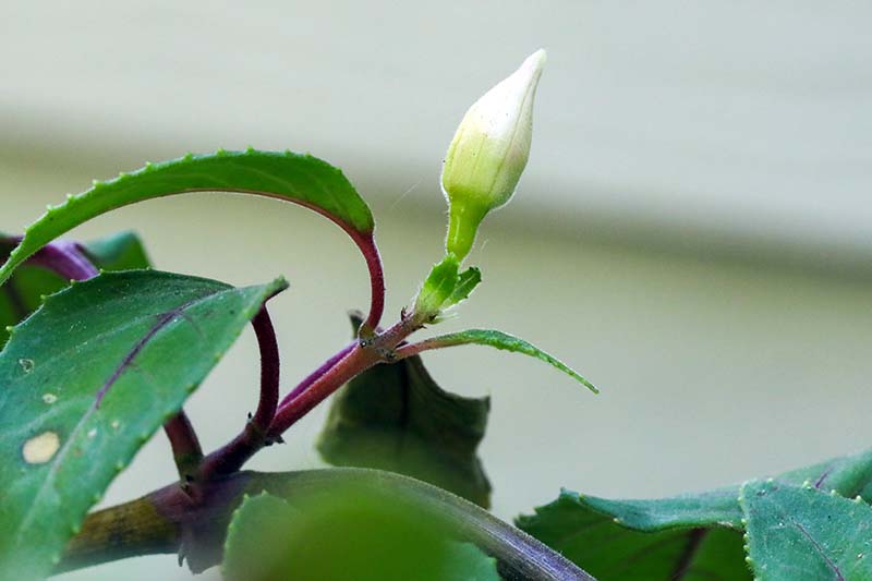 Una imagen horizontal de primer plano de un nuevo crecimiento y un botón floral en una planta fucsia en maceta.