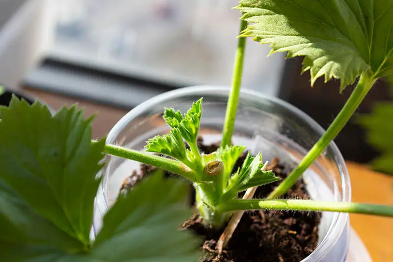 Una imagen horizontal de primer plano que muestra la formación de un nuevo crecimiento en un corte de geranio plantado en un pequeño frasco de vidrio fotografiado con luz solar filtrada.