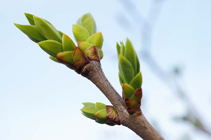 Una imagen horizontal de primer plano de un nuevo crecimiento y brotes en un árbol japonés lila (Syringa reticulata) representada en un fondo de enfoque suave.