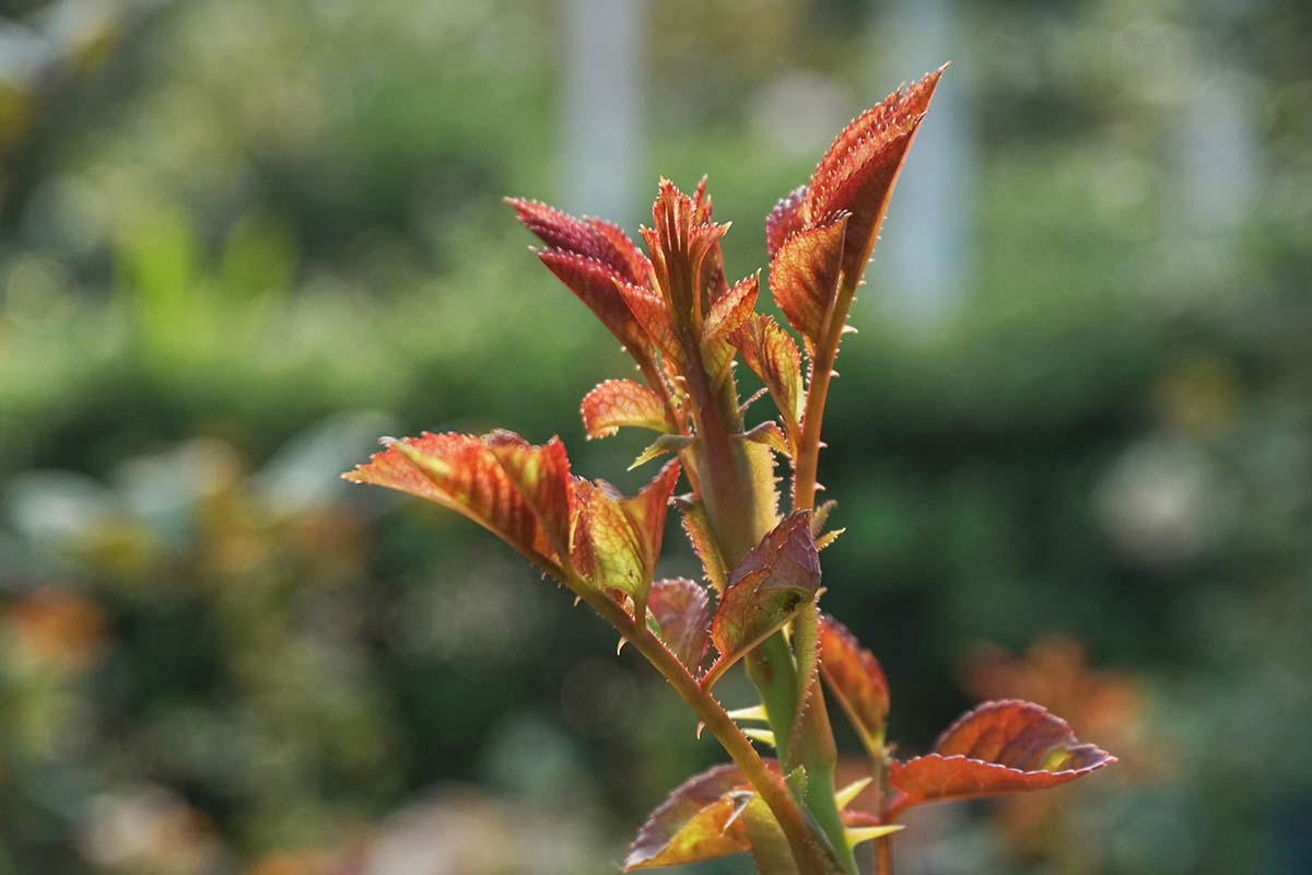 Una imagen horizontal de primer plano de un nuevo crecimiento en un arbusto de rosas representado en un fondo de enfoque suave.