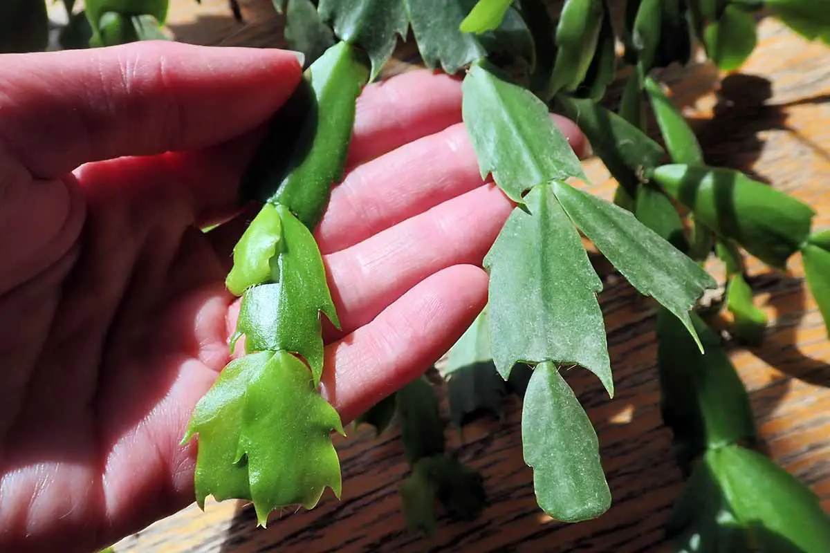 Una imagen horizontal de primer plano de una mano desde la izquierda del marco que sostiene dos tallos de cactus de Navidad para mostrar la diferencia entre el nuevo crecimiento y el crecimiento maduro.
