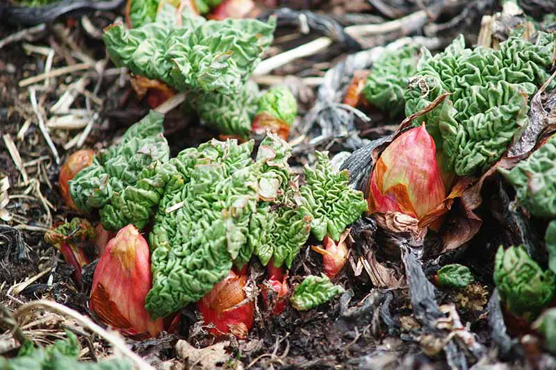Un primer plano de las coronas de ruibarbo recientemente plantadas que brotan hojas nuevas en la primavera rodeadas de suelo rico y mantillo de hojas.