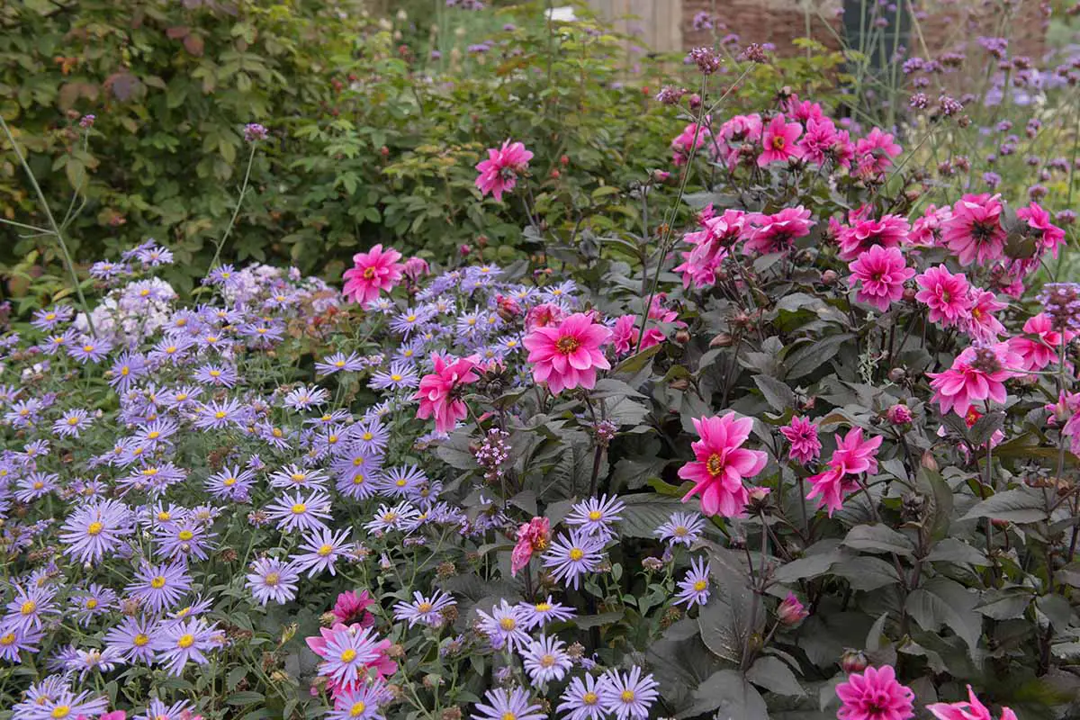 Una imagen horizontal de una gran franja de ásteres de Nueva York que crecen con dalias rosas en el jardín.