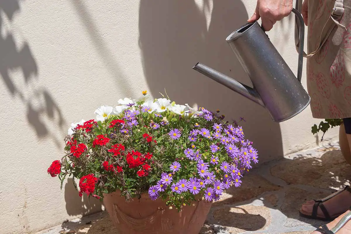 Una imagen horizontal de un jardinero regando un recipiente lleno de una variedad de flores.