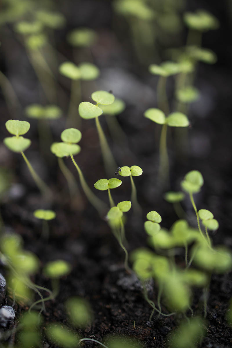 Una imagen vertical de primer plano de pequeñas plántulas recién brotadas que crecen en un suelo rico y oscuro.