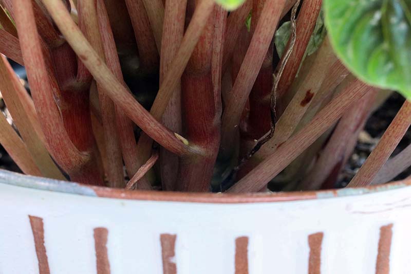 Una imagen horizontal de primer plano que muestra un nodo de hoja en una planta de peperomia que crece en una pequeña vasija de cerámica.